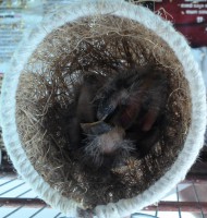 21/09/2014 Filhotes 7º dia de vida